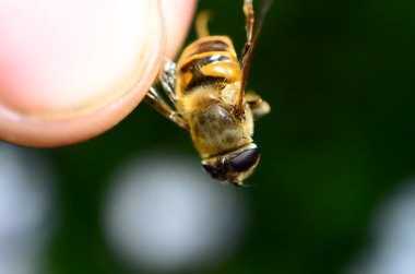 Arı kanadı tarafından