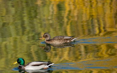 Bir grup ördek, altın sonbahar ağaçlarını yansıtan sakin sularda yüzer. Parlak saçlı erkekler ve kahverengi tüylü dişiler güzel ve huzurlu bir doğal manzara yaratıyor..