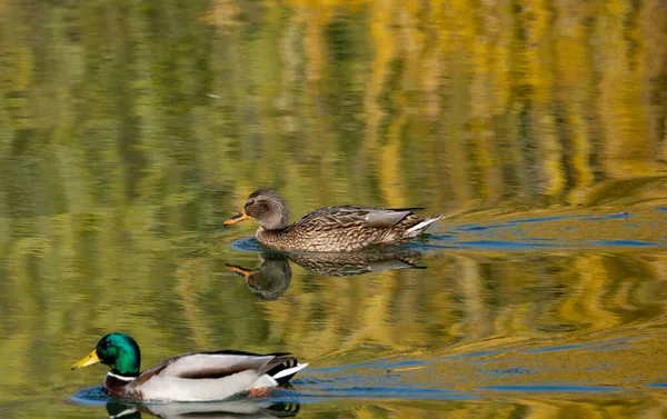 Bir grup ördek, altın sonbahar ağaçlarını yansıtan sakin sularda yüzer. Parlak saçlı erkekler ve kahverengi tüylü dişiler güzel ve huzurlu bir doğal manzara yaratıyor..