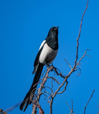 İnce, kuru bir dalın tepesine tünemiş bir saksağan parlak mavi bir gökyüzüne karşı. Siyah-beyaz tüyler ve uzun kuyruk arasındaki zıt kuşlar açıkça görülebilir. Vahşi yaşamın sakin bir anı.