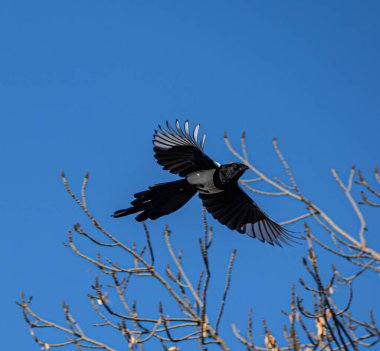 Açık mavi gökyüzüne karşı uçan bir saksağan. Kuş gagasında yiyecek taşırken kanatlarını açar. Keskin hareketli bir görüntü tüylerin detaylarını ve dinamik hareketlerini vurgular.