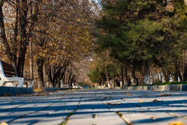 Ağaçların ve boş bankların olduğu sessiz bir park alanı. Sonbahar yaprakları asfalt yola saçılmış, yumuşak ışık barışçıl bir atmosfer yaratıyor. Perspektif, izleyiciyi mesafeye yönlendirir.