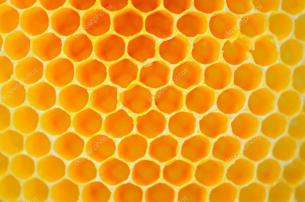 Bee, Beehive, Stock Photo by ©Kumchai 120048622