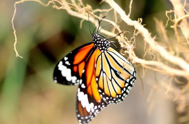 ortak kaplan kelebek