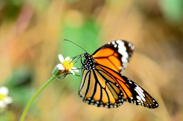 Farfalla tigre comune — Foto Stock
