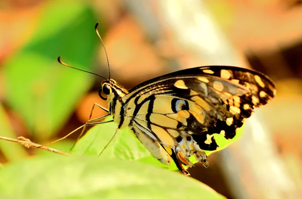 A Beautiful Butterfly — Stock Photo, Image