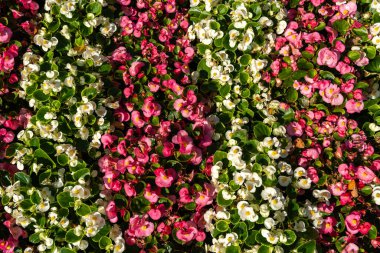 Begonya Çiçeklerinin Doku Geçmişi, Sokak Yatağı Şablonu, Modern Şehir Çiçekçiliği, Şehir Çiçekleri Tasarımı, Yaz Caddesi 'ndeki Çiçek Bitkileri