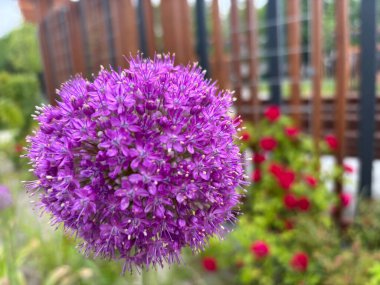 Allium Giganteum Violet Çiçek Balosu, Büyük Mor Çiçekli Soğan, Allium Violet Çiçekleri