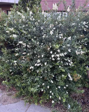 Ligustrum japonicum 'un güzel kokulu beyaz çiçekleri Japon balmumu yapraklı özel çiçekleri.