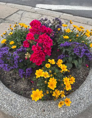 Bidens ferulifolia portakal çiçekleri, Asteraceae familyasından Kuzey Amerika 'da yetişen bir bitki türü. Genel isimler arasında Apaçi dilencileri ve eğreltiotu terk edilmiş dilenciler yer alıyor