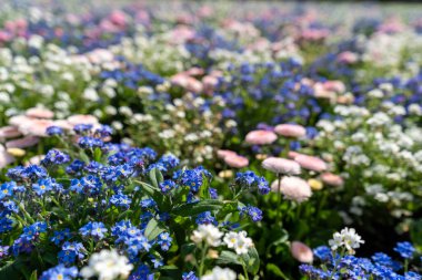 Bahçedeki bir çiçek tarlasında mavi ve beyaz unutmabenekli pembe papatyalar. Bellis perennis ya da İngiliz çim papatyaları, yaz çiçekli myosotis, renkli bg.