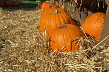 Balkabağı Cadılar Bayramı Dekorasyonu, Kabak Çiftliği, Portakal Şükran Günü Sebze Yığını Çimenli Sonbahar Kredisi, Balkabağı Cadılar Bayramı Dokusu Geçmişi