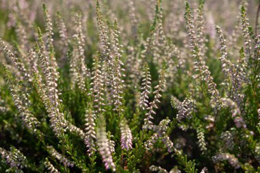 Çiçek açan fundalık bitkisi bg, beyaz Erica çiçekleri veya bahçıvan fundalığı deseni. Web sitesi arkaplanı veya tebrik kartı için taze çiçek açan calluna