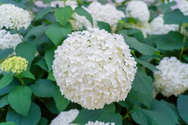 Hydrangea Çiçekleri, Çiçek açan Beyaz Hortensia, Ortanca Paniklemesi Çiçek Kapanışı, Büyük Infloresans, Çiçek Bulutları Güzel Yaz Bahçesi desenli desen