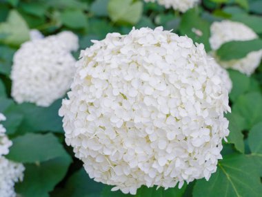 Hydrangea Çiçekleri, Çiçek açan Beyaz Hortensia, Ortanca Paniklemesi Çiçek Kapanışı, Büyük Infloresans, Çiçek Bulutları Güzel Yaz Bahçesi desenli desen