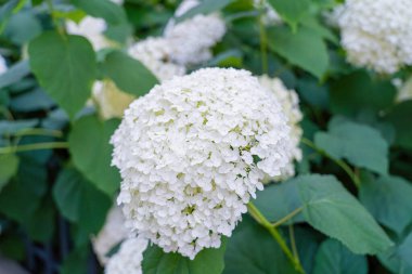 Hydrangea Çiçekleri, Çiçek açan Beyaz Hortensia, Ortanca Paniklemesi Çiçek Kapanışı, Büyük Infloresans, Çiçek Bulutları Güzel Yaz Bahçesi desenli desen