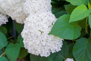 Hydrangea Çiçekleri, Çiçek açan Beyaz Hortensia, Ortanca Paniklemesi Çiçek Kapanışı, Büyük Infloresans, Çiçek Bulutları Güzel Yaz Bahçesi desenli desen
