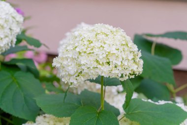 Hydrangea Çiçekleri, Çiçek açan Beyaz Hortensia, Ortanca Paniklemesi Çiçek Kapanışı, Büyük Infloresans, Çiçek Bulutları Güzel Yaz Bahçesi desenli desen