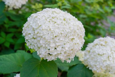 Hydrangea Çiçekleri, Çiçek açan Beyaz Hortensia, Ortanca Paniklemesi Çiçek Kapanışı, Büyük Infloresans, Çiçek Bulutları Güzel Yaz Bahçesi desenli desen