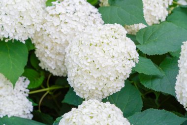 Hydrangea Çiçekleri, Çiçek açan Beyaz Hortensia, Ortanca Paniklemesi Çiçek Kapanışı, Büyük Infloresans, Çiçek Bulutları Güzel Yaz Bahçesi desenli desen