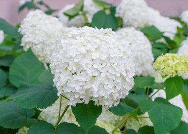 Hydrangea Çiçekleri, Çiçek açan Beyaz Hortensia, Ortanca Paniklemesi Çiçek Kapanışı, Büyük Infloresans, Çiçek Bulutları Güzel Yaz Bahçesi desenli desen