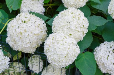 Hydrangea Çiçekleri, Çiçek açan Beyaz Hortensia, Ortanca Paniklemesi Çiçek Kapanışı, Büyük Infloresans, Çiçek Bulutları Güzel Yaz Bahçesi desenli desen