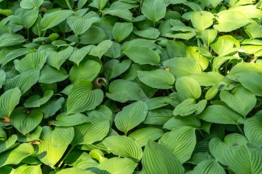 Hosta Flowers and Leaves Macro, Hostas in Bloom Nature Destern, Funkia, Big Daddy Leaves, Plantain Lilies, Sieboldiana Elegans Bulanık arka planda Güzel Yapraklar