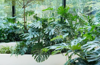 Monstera fabrikası iş merkezinde arka planda kalır. Modern kapalı orman iç tasarımı, yaşayan tropikal orman bitkileri yeşillikler, odada büyük yeşil canavarlar.