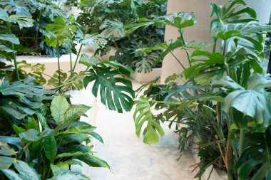 Monstera fabrikası iş merkezinde arka planda kalır. Modern kapalı orman iç tasarımı, yaşayan tropikal orman bitkileri yeşillikler, odada büyük yeşil canavarlar.