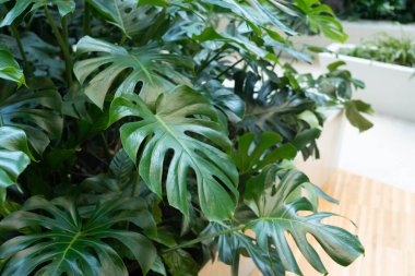 Monstera fabrikası iş merkezinde arka planda kalır. Modern kapalı orman iç tasarımı, yaşayan tropikal orman bitkileri yeşillikler, odada büyük yeşil canavarlar.