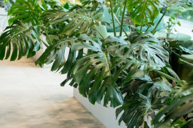 Monstera fabrikası iş merkezinde arka planda kalır. Modern kapalı orman iç tasarımı, yaşayan tropikal orman bitkileri yeşillikler, odada büyük yeşil canavarlar.