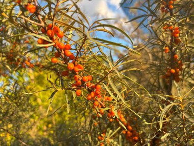 Orman arka planında turuncu böğürtlen ve yeşil yapraklı deniz dikenli su aygırı dalları. Yağ ve özüt hasadı için kullanılan meyvelerin dikey yakın çekimi