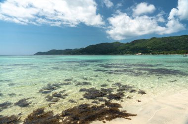 Tipik bir Seyşeller plajı kıyısında, berrak sularda çimen ve yosun yığınları.