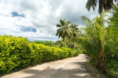 Yoğun yeşillik ve palmiye ağaçlarının arasından bir otele giden yol Seyşeller 'de tropik bir kaçışa çıkıyor.