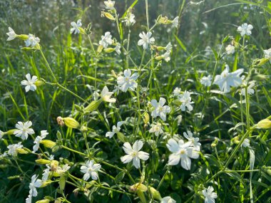 Beyaz kır çiçekleri güneş doğarken bir tarlada açar, sıcak güneş ışığıyla yıkanır. Yeşil saplı narin çiçekler huzurlu bir doğal manzara yaratır.