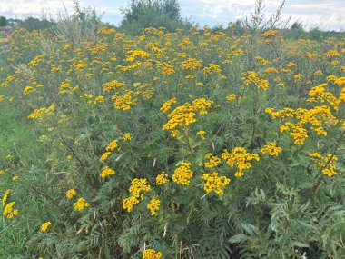 Sarı çiçekli Tansy Tanasetum vulgare bir yaz çayırında yetişir. Antilmintik ve doğal bir ilaç olarak kullanılan geleneksel şifalı bitkiler.