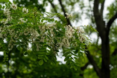 Beyaz Akasya Çiçekleri, Çiçek açan Robinia Pseudoacia, Sahte Akasya veya Siyah Çekirge Ağacı Çiçekleri