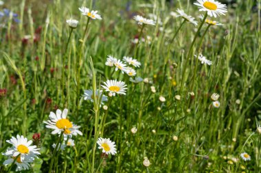 Vahşi çiçek tarlası. Mavi keten, kırmızı yonca, İngiliz bahçesinde papatya çayı, yaz otları