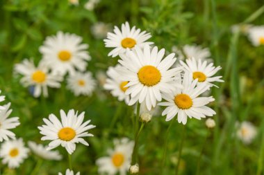 Papatya çiçeği tarlası. Bahar çayırlarında beyaz papatyalar, İngiliz bahçesinde yabani papatyalar, kır çiçekleri yatağı.