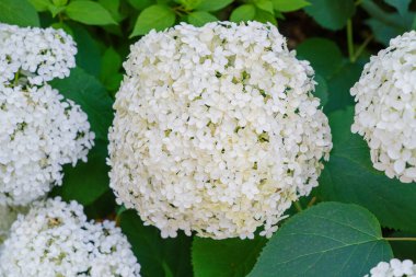 Hydrangea Çiçekleri, Çiçek açan Beyaz Hortensia, Ortanca Paniklemesi Çiçek Kapanışı, Büyük Infloresans, Çiçek Bulutları Güzel Yaz Bahçesi desenli desen