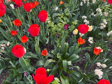 Bahçede kırmızı lale çiçekleri. Parkta çiçek açan laleler, çiçek tarhında yakın, Nisan buketi, çiçek açan laleler