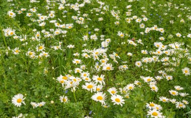 Papatya çiçeği tarlası. Bahar çayırlarında beyaz papatyalar, İngiliz bahçesinde yabani papatyalar, kır çiçekleri yatağı.