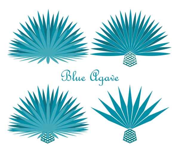 Blue agave or tequila agave plant. Vector set — Stock Vector