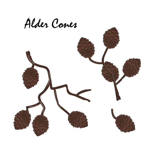 A branch of alder with cones isolated on white background. Vector illustration. Branch of Alnus glutinosa, the common alder — Stock Vector