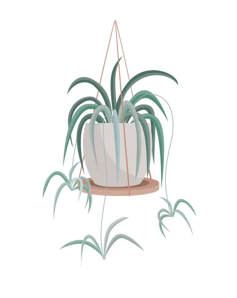 Spider Plant alias, Airplane Plant, Spider Ivy, Ribbon Plant, St. Bernard Lily, Hen dan Chickens, Chlorophytum Comosum tergantung di latar belakang putih di rak kayu. Ilustrasi vektor - Stok Vektor