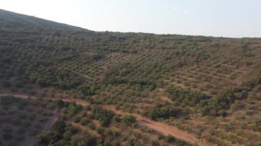 Tepedeki büyük bir zeytin ağacının üzerinde hareket eden manzara görüntüleri küçük bir kasabayı gözler önüne seriyor.