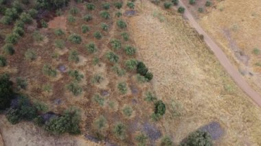 Bir zeytin koruluğunda uçan bir İHA 'nın yukarıdan aşağı havadan görünüşü ve kuru, kurak bir kırsal alan.