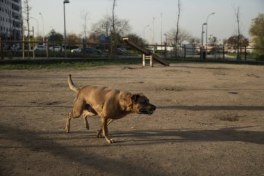 Kirli parkta oynarken çevikliğini ve enerjisini gösteren kahverengi bir köpek.