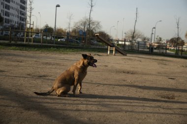 Kahverengi köpek, çevikliğiyle bir şehir parkında yerde oturuyor.