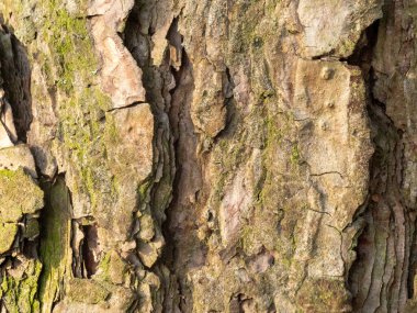 Kabuk sertliği yaşını ve direncini gösteriyor. Yosun yarıklara yapışır, doğanın ısrarını ima eder. Derin çatlaklar zaman ve hava hakkında hikayeler fısıldar. Doku dokunsal hayal gücünü davet eder.